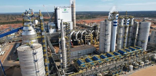 Como uma pequena cidade de MS virou uma estrela global da celulose