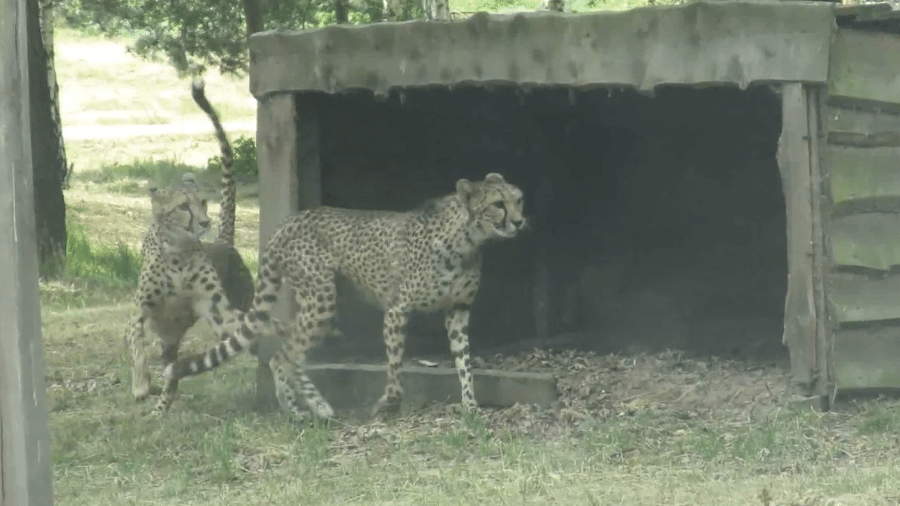 Leopardos em safári holandês Beekse Bergen
