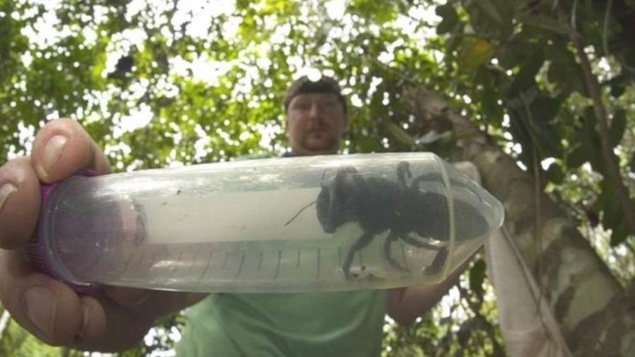 Expedição em ilha da Indonésia encontrou um único exemplar da abelha gigante de Wallace - Clay Bolt/BBC