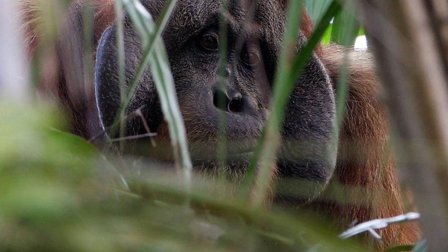 Leuser, uma extensa área de 2,6 milhões de hectares de floresta tropical, é o último lugar no planeta onde elefantes, tigres, rinocerontes e orangotangos de Sumatra convivem em em um só lugar - BBC