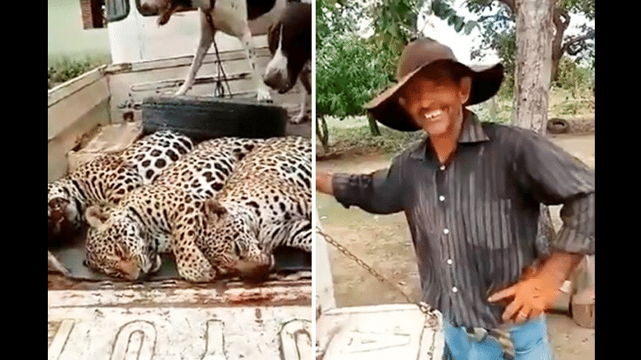 Imagens de vídeo que circula na internet com os três animais mortos - Reprodução