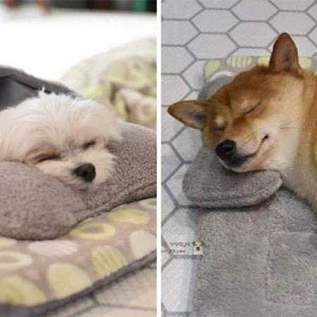 Cachorrinhos passam o dia na creche e têm direito até ao momento soneca - puppyspring/Bored Panda