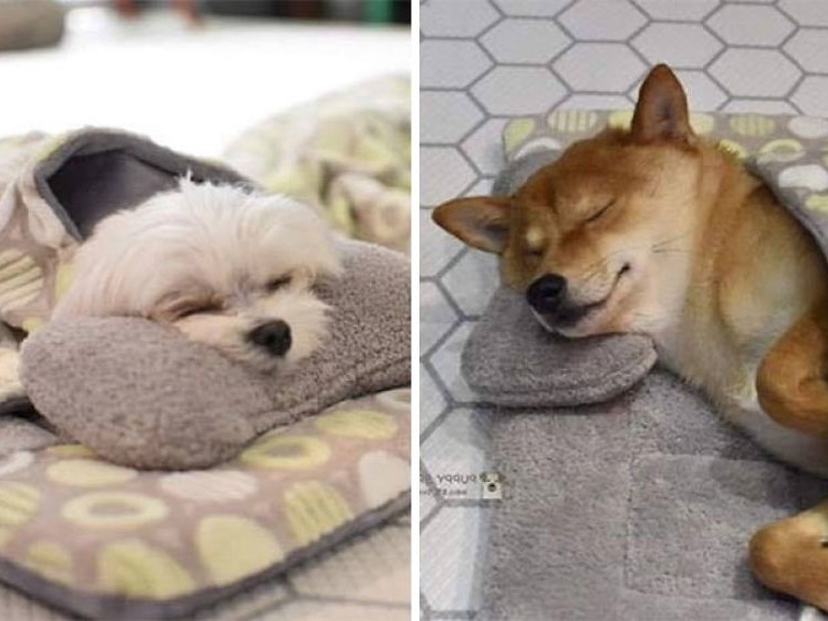 Cachorrinhos dormindo em creche é tudo o que você precisa ver hoje