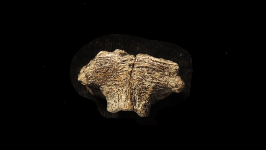Osso supraoccipital preservado que ficava na parte de trás do crânio do Hypacrosaurus  - Alida Bailleul/Reprodução 