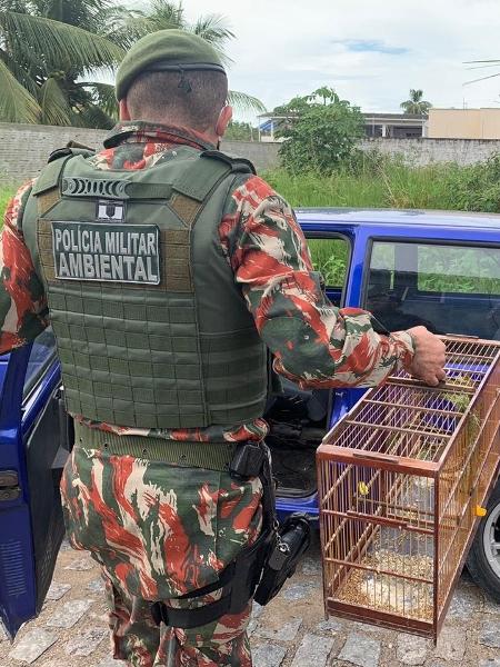 Policial militar ambiental apreende gaiola com pássaros papa-capim em torneio ilegal no RN - Divulgação/PM-RN