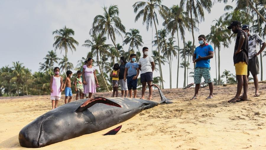 Residentes locais olham baleia na praia de Panadura, no Sri Lanka, após encalhe em massa - Akila Jayawardana/NurPhoto via Getty Images