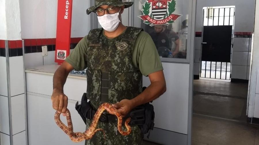 Cobra-do-milho foi encontrada por funcionários de estabelecimento no Guarujá (SP) - PM Ambiental/Divulgação