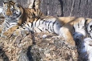 Tigre anda 200 km para reencontrar antiga parceira e intriga pesquisadores (Foto: Divulgação / Wildlife Conservation Society.)