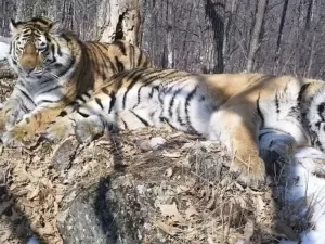 Tigre anda 200 km para reencontrar antiga parceira e intriga pesquisadores