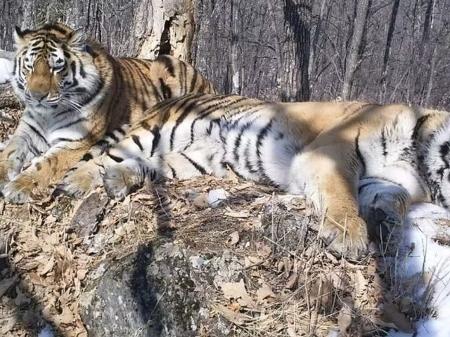 Os tigres Boris e Svetlaya, registrados por uma câmera em 2018. - Divulgação / Wildlife Conservation Society.