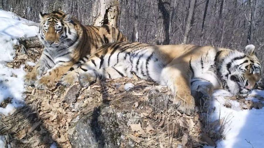 Os tigres Boris e Svetlaya, registrados por uma câmera em 2018.