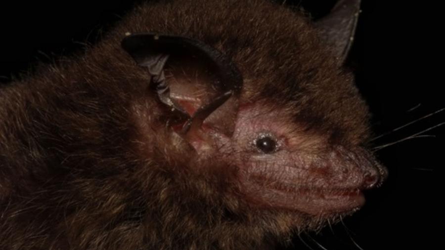 Morcego da espécie Myotis guarani Morcego da espécie Myotis guarani