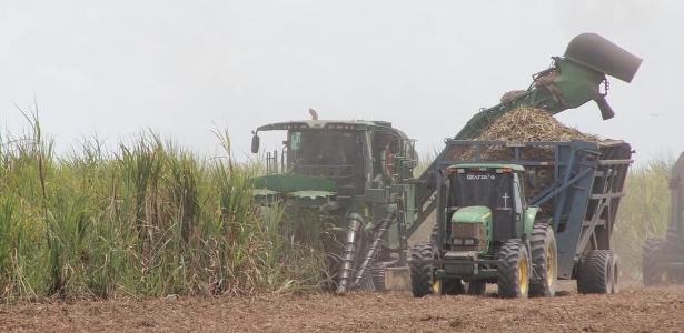 Cana-de-açúcar pode ser 'petróleo verde', afirmam especialistas