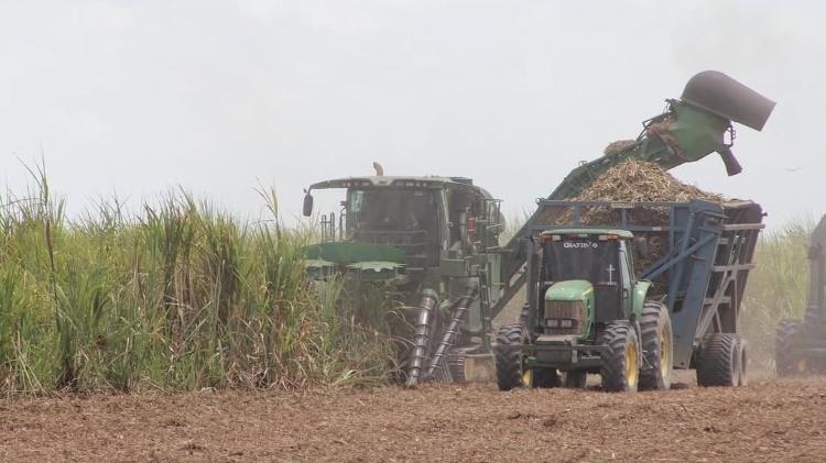 Cana-de-açúcar colhida por usina em Alagoas, estado que mais produz no Nordeste Cana-de-açúcar colhida por usina em Alagoas, estado que mais produz no Nordeste