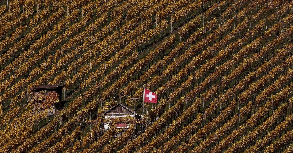 6.nov.2015 - Bandeira nacional voa sobre um vinhedo num dia ensolarado do outono perto da cidade de Wettingen, na Suíça