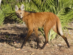 Banco Central lançará cédula de R$ 200 com imagem de lobo-guará