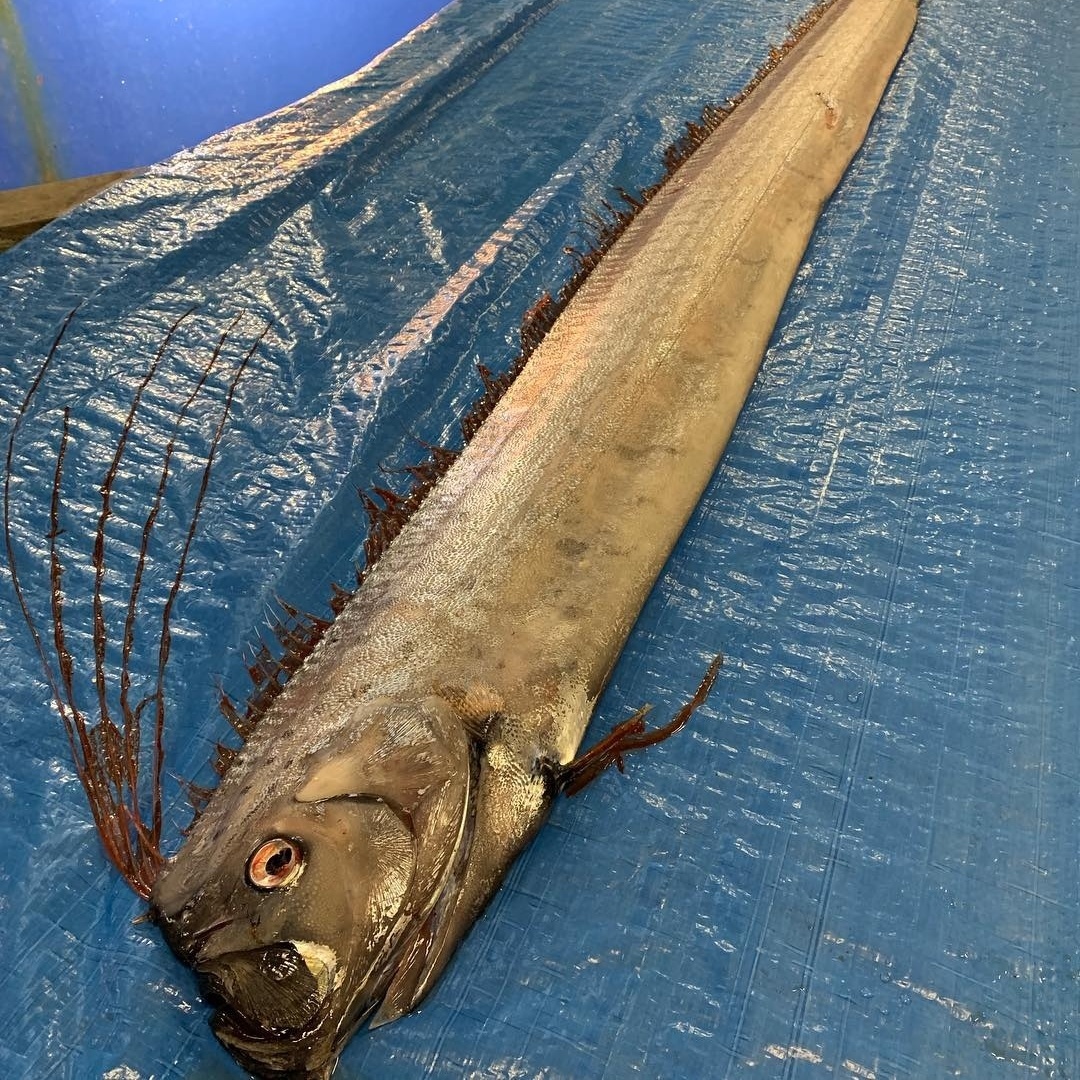 Рыба с длинной мордой