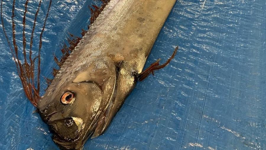 22.fev.2019 - Raro, peixe-remo habita em águas profundas e pode chegar a mais de 5 metros de comprimento - Reprodução/Instagram/Uozaaquarium