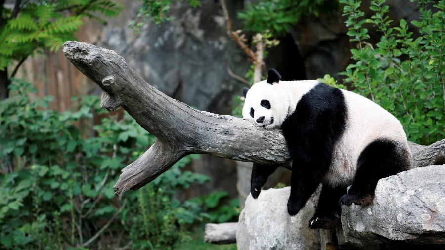 Panda-gigante Mei Xiang no Zoológico Nacional de Washington, nos EUA
