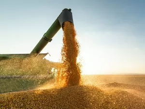 Incentivo à produção de soja no Brasil tem relação com aquecimento global?