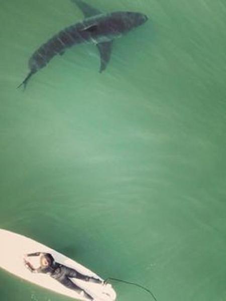 Tubarão é avistado a poucos metros de surfistas - Scott Fairchild