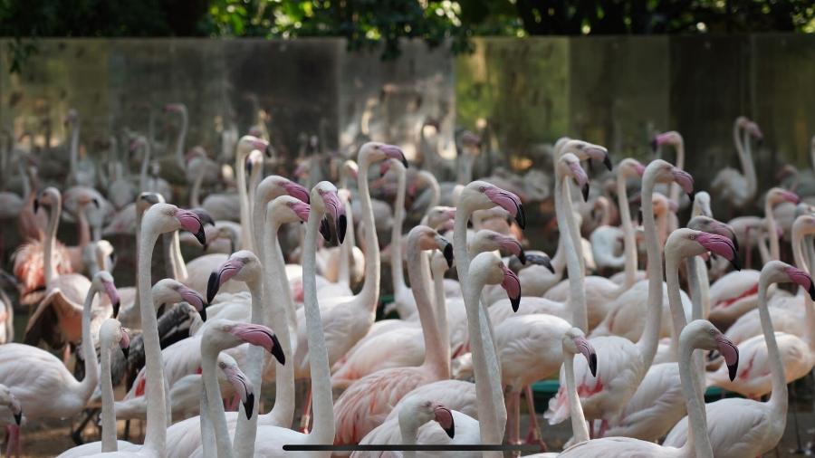 Flamingos foram atacados, e apenas quatro sobreviveram - Divulgação/Parque das Aves