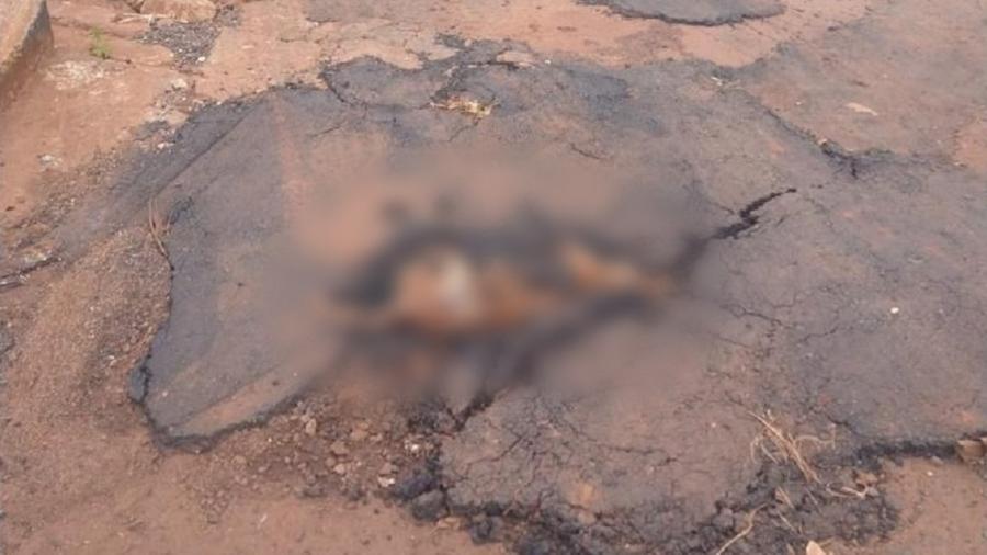 Cachorro caramelo foi flagrado concretado em buraco em cidade de Goiás - Arquivo pessoal