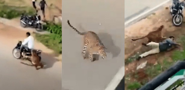 Fêmea de leopardo atacou duas pessoas na Índia 