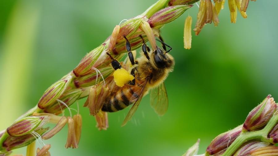 Estudos científicos mostram que o tiametoxam e outros neonicotinóides são letais para abelhas