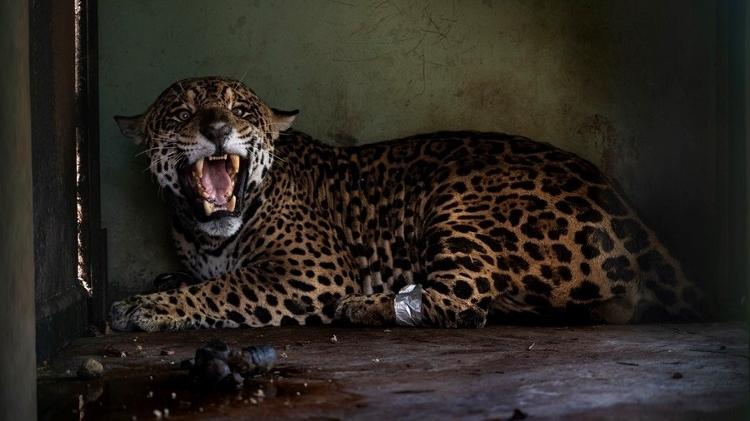 Apelidada de Antã, a onça-pintada foi resgatada em incêndio no Pantanal foi tratada no Centro de Reabilitação de Animais Silvestres de Mato Grosso do Sul. A onça não resistiu aos ferimentos e morreu