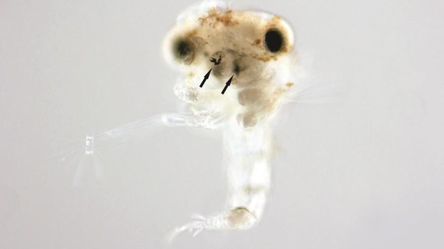 Estágio inicial de caranguejo (zoea) com prováveis manchas de óleo nos apêndices bucais - Claudeilton Santana