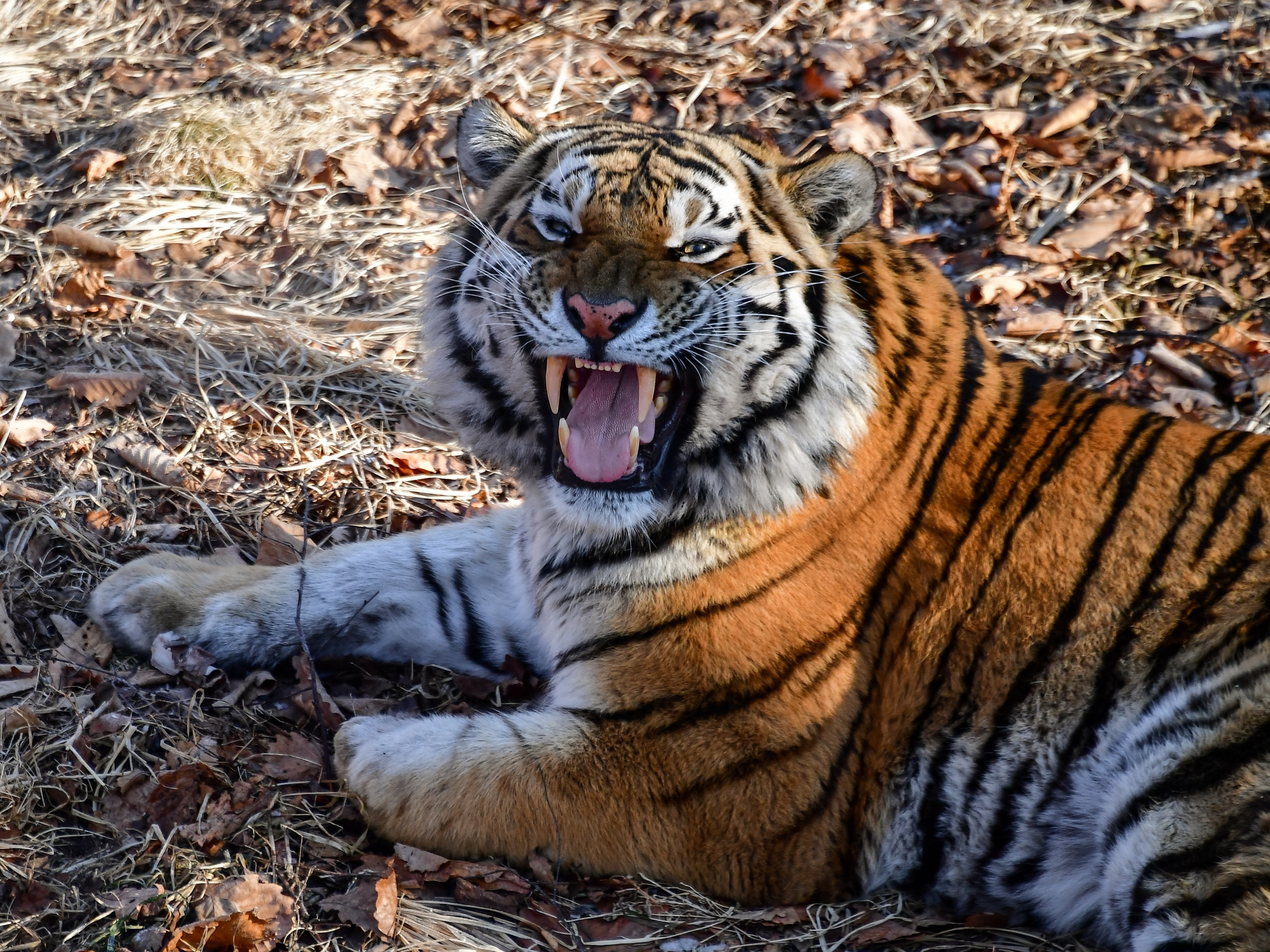 Arquivos Joguinho do Tigre - Portal Em Tempo