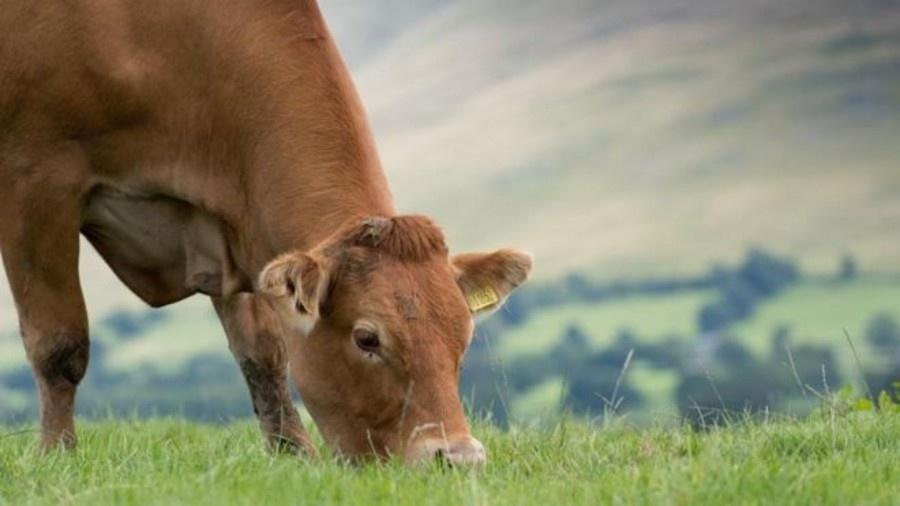 A criação de gado é fonte de renda para cerca de 1,3 bilhão de pessoas no mundo - Getty Images
