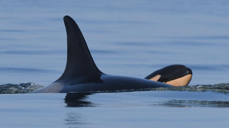 Orca Tahlequah foi vista com o novo filhote no estreito de Juan de Fuca, entre os Estados Unidos e o Canadá - Katie Jones/Center for Whale Research