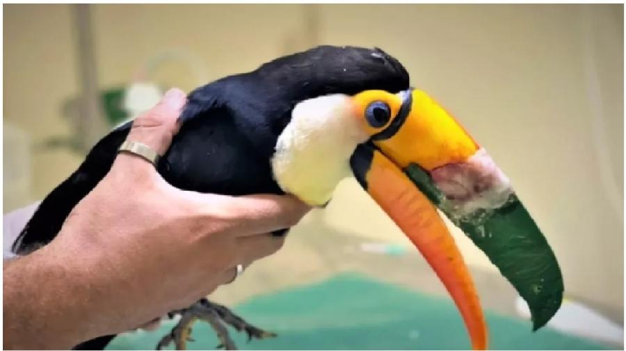 Impressoras 3D permitem fazer próteses para tucanos que quebram o bico, salvando-lhes a vida. Não existe impressoara 3D que conserte erro de análise ou falta de coragem - Reprodução