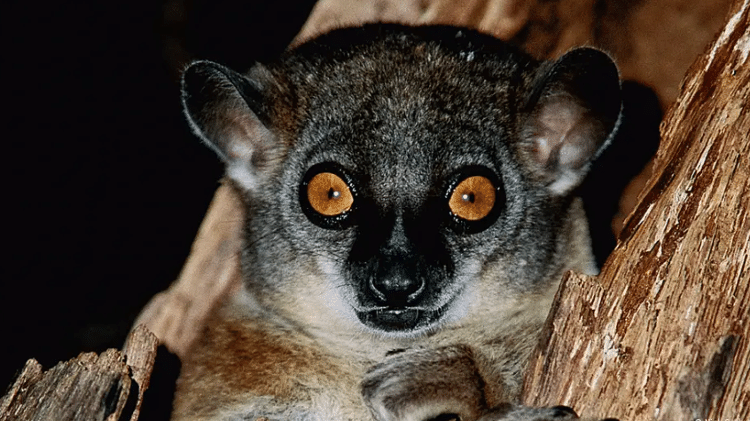 Destruição do habitat do lêmure de Madagascar para extração de madeira pode resultar na extinção do animal