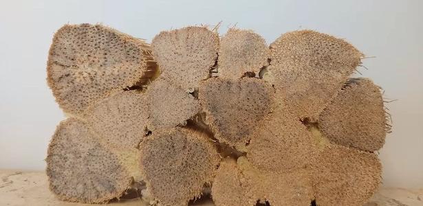 Biodegradável e 'árvore da vida': brasileiros patenteiam isopor amazônico