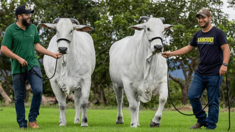A dupla Henrique e Juliano com gados nelore criados na Fazenda Terra Prometida A dupla Henrique e Juliano com gados nelore criados na Fazenda Terra Prometida