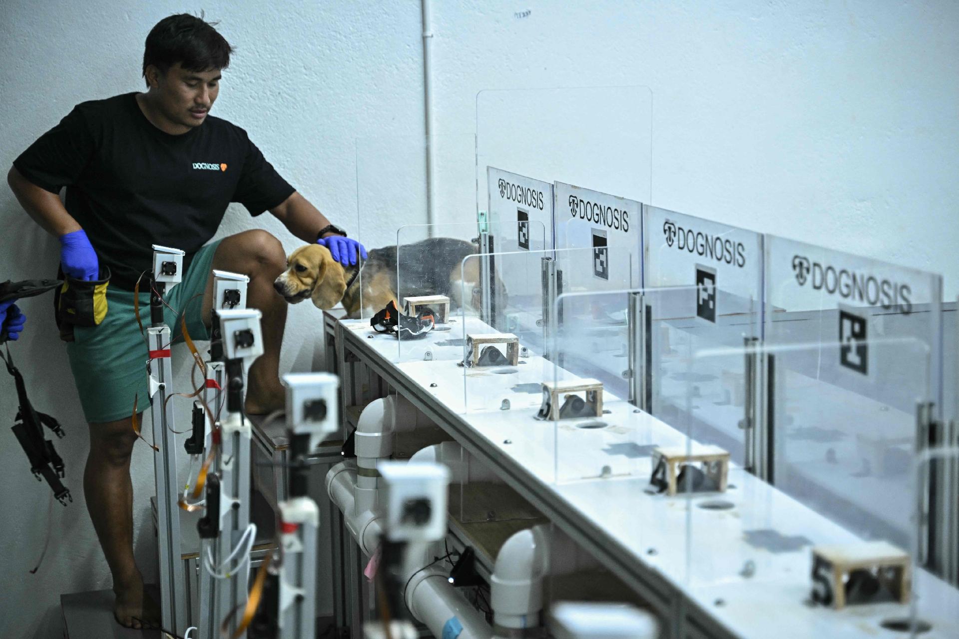 Cachorro da raça Beagle em instalações da startup Dognosis, em Bengaluru (Índia); empresa usa IA para analisar atividade cerebral de cachorros - undefined