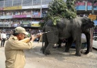 Vídeo flagra ataque de elefante selvagem em vilarejo da Índia - Reuters