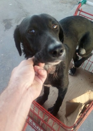 O cachorro, que foi resgatado próximo à avenida Brasil, passa bem - Divulgação/Suipa