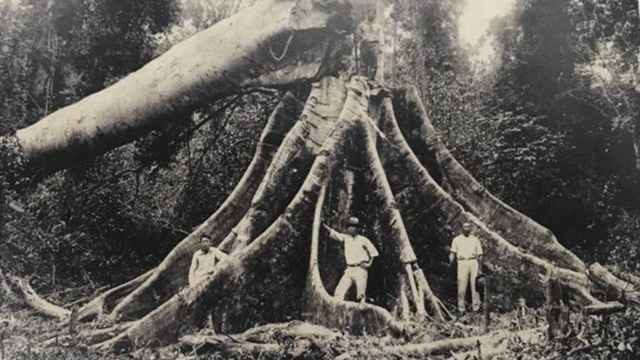 Só 3% da madeira derrubada na Mata Atlântica para dar lugar a fazendas foi aproveitada; em geral, matas eram incendiadas e transformadas em pastos para prepará-las para a agricultura, assim como hoje ocorre na Amazônia - Museu Histórico da Imigração Japonesa no Brasil via BBC
