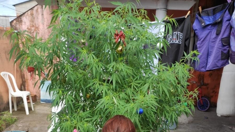 Árvore de Natal de maconha foi apreendida pela Polícia Militar do Espírito Santo - Divulgação/Polícia Militar