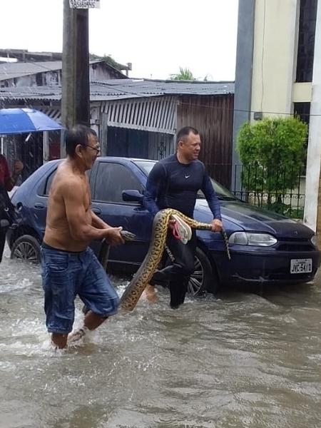 Cobra é encontrada por moradores em enchente em Belém - Reprodução