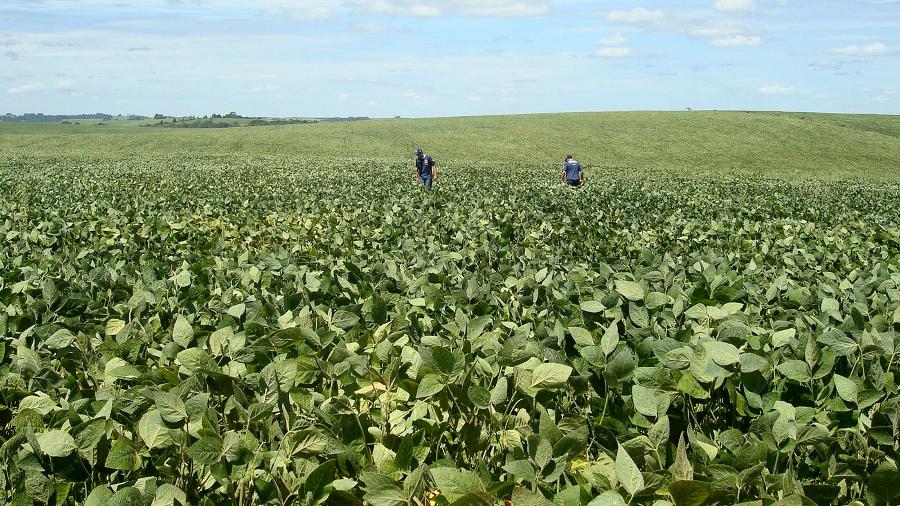 Agrônomos checam área plantada com soja no Rio Grande do Sul - Staff Photographer