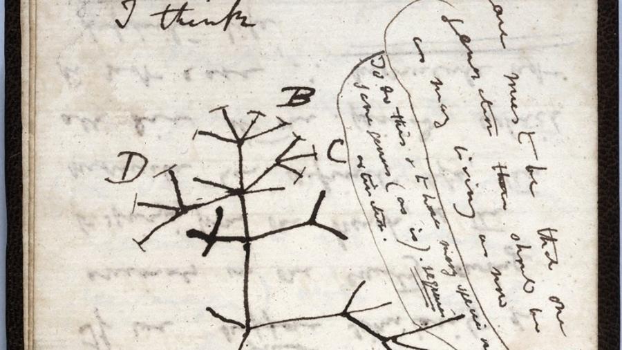 Desenho da "árvore da vida", que se tornou o símbolo da teoria da evolução de Darwin - AFP PHOTO / UNIVERSITY OF CAMBRIDGE