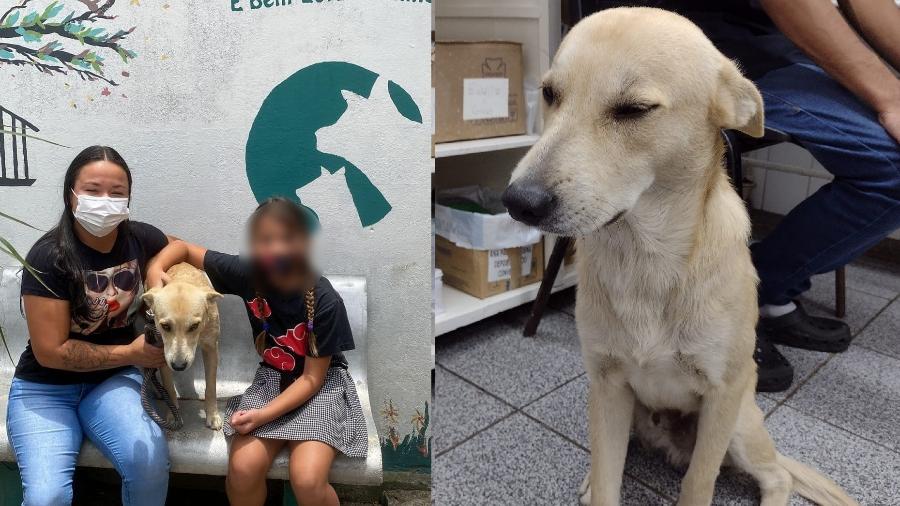 Cachorro perambulou por dois meses na rua e acabou encontrando um novo cuidador, que veio à óbito  - Reprodução/Facebook Canil Municipal Guarujá