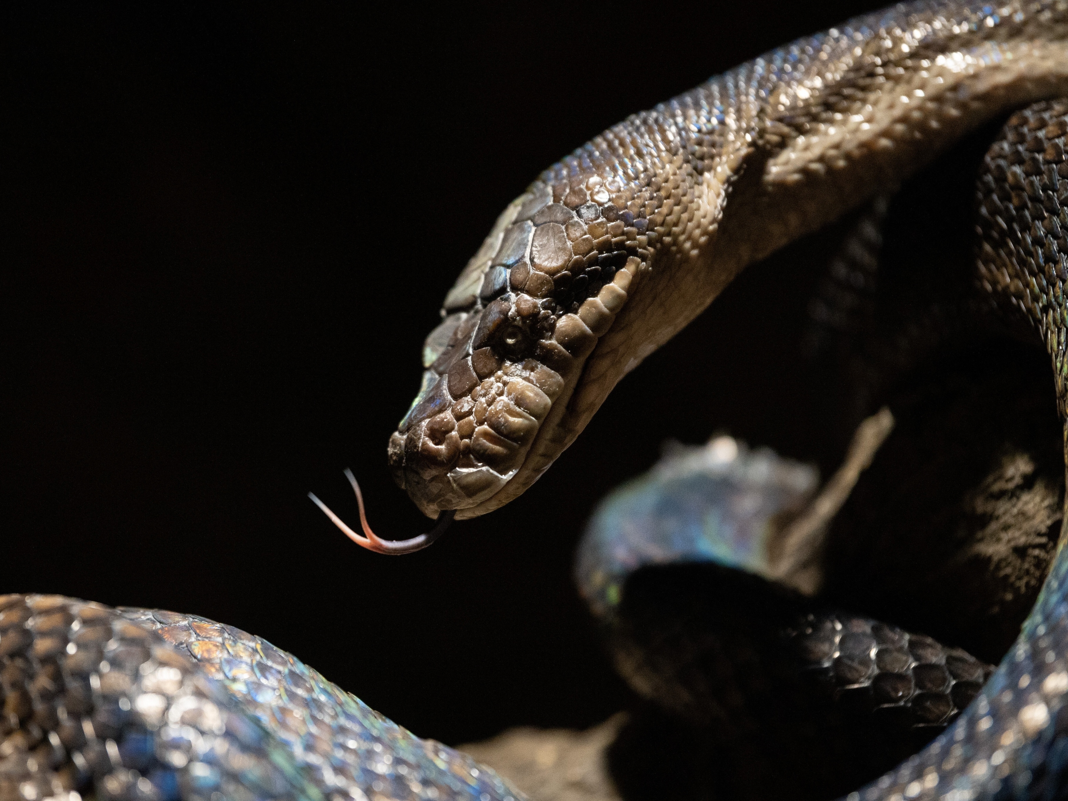 Corpo de mulher dentro de cobra; como a píton mata uma pessoa?