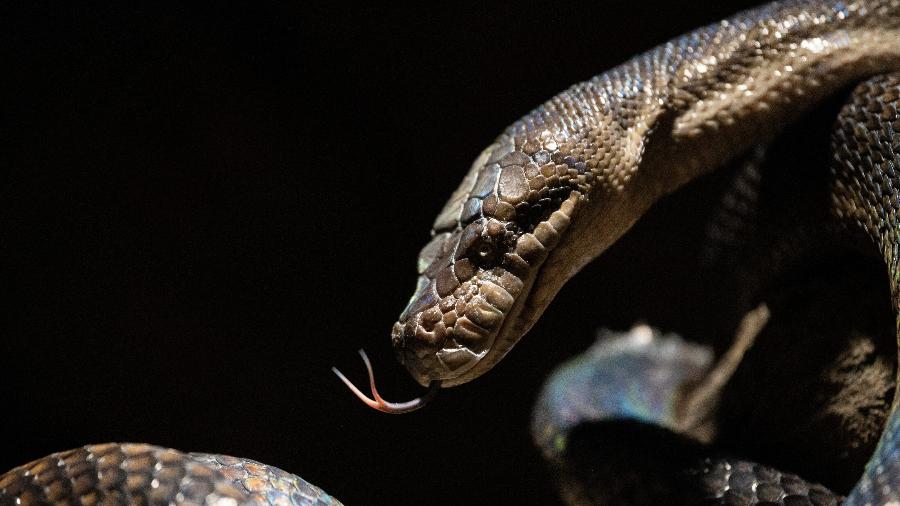 Cobra píton: espécie é capaz de devorar grandes presas - Marcos del Mazo/LightRocket via Getty Images