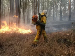 Com temperaturas altas e baixa umidade, SP tem mais de 10 focos de incêndio